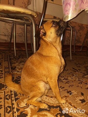 Вязка собаки Пти-брабансон купить на Зозу.ру - фотография № 2