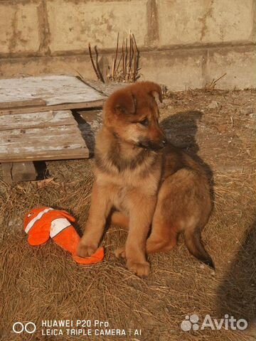 Рыжий щенок купить на Зозу.ру - фотография № 5