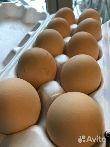 Инкубационное яйцо от Бресс Гальской породы кур купить на Зозу.ру - фотография № 2