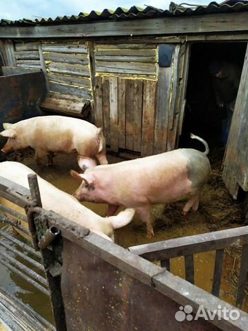 Продаются свиньи купить на Зозу.ру - фотография № 3