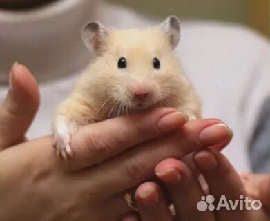 Сирийский хомяк Сирийский хомяк