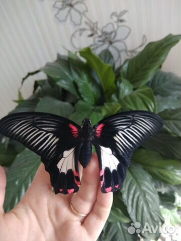 Живые тропические бабочки купить на Зозу.ру - фотография № 1