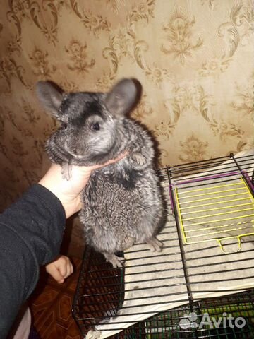 Шиншилла Шиншилла