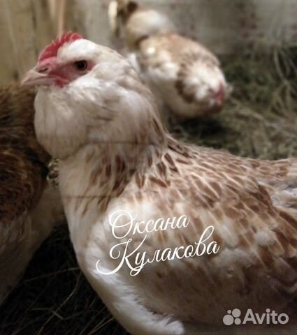 Инкубационное яйцо породистых кур купить на Зозу.ру - фотография № 5