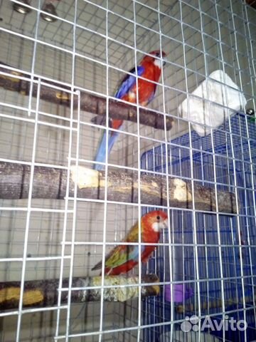 Попугаи пара розеллы купить на Зозу.ру - фотография № 4
