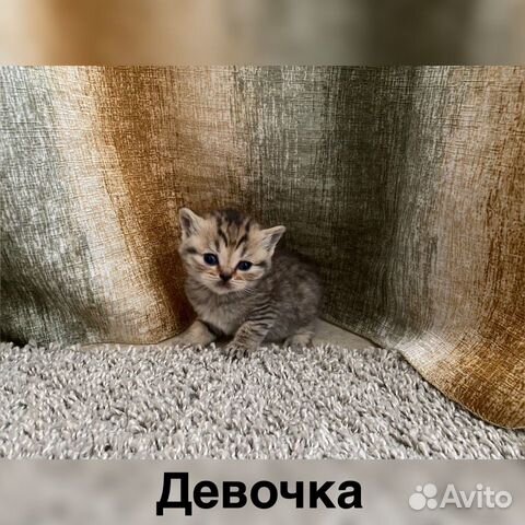 Продам британских котят купить на Зозу.ру - фотография № 3