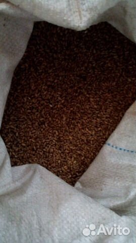 Зерно пшеницы, кукуруза купить на Зозу.ру - фотография № 3