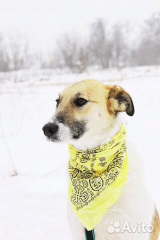 Отдам в хорошие руки, нежная Розочка Отдам в хорошие руки, нежная Розочка