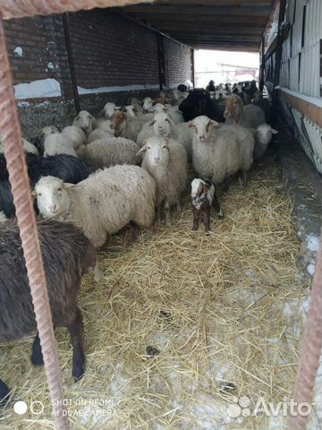 Бараны овцы с егнятами купить на Зозу.ру - фотография № 2