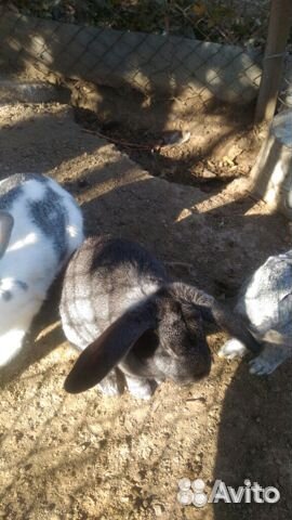Продам кроликов Ялта купить на Зозу.ру - фотография № 2