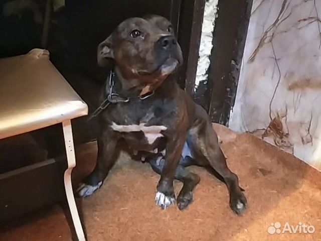 какими рождаются шоколадные чихуахуа. лабрадор фото щенки и брюнетка спиной. щенки чихуахуа шоколадного окраса новорожденный. найден черный с белым кобель раменский люберецкий район. авито новочеркасск собаки.