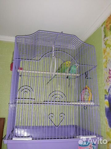 Два волнистых попугайчика купить на Зозу.ру - фотография № 1