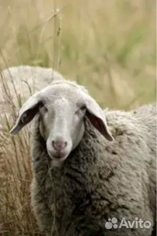 Продается 5 овцов купить на Зозу.ру - фотография № 1