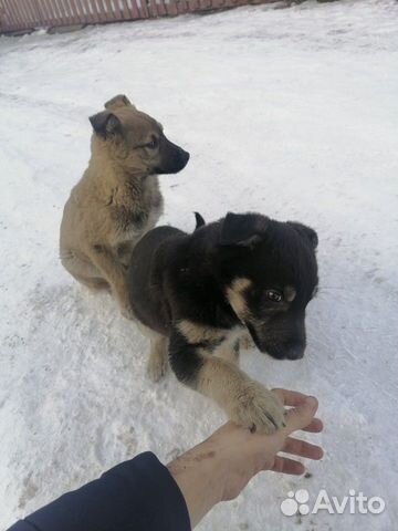 Щенки сторожевой собаки купить на Зозу.ру - фотография № 2