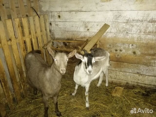 Продам козлят и годовалых коз купить на Зозу.ру - фотография № 2