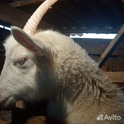 Продаётся пухово-молочной породы коза. Цена 6000 к купить на Зозу.ру - фотография № 2