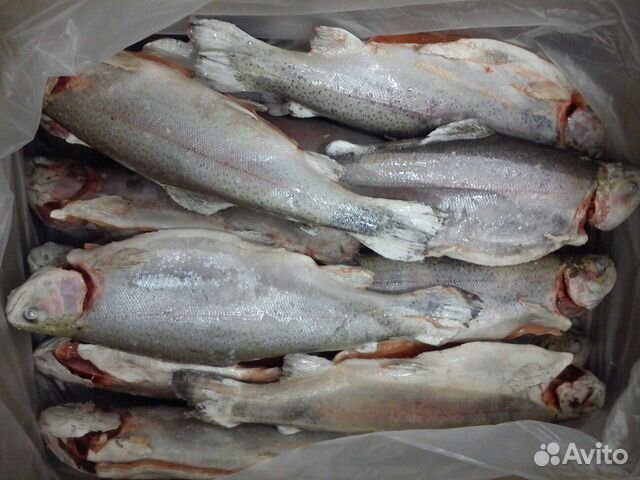 Форель радужная