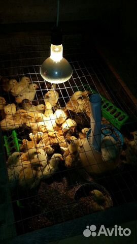 Цыплята подрощенные купить на Зозу.ру - фотография № 2