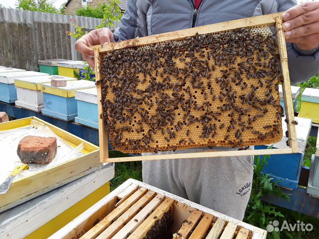 Продам пчелопакеты на апрель 2020г купить на Зозу.ру - фотография № 1