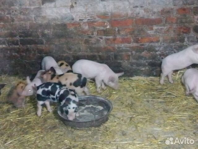 Поросята 1 месяц от свиноматки 2 опоросам купить на Зозу.ру - фотография № 1