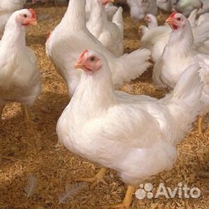 Суточные и подрощенные цыплята бройлеры купить на Зозу.ру - фотография № 3