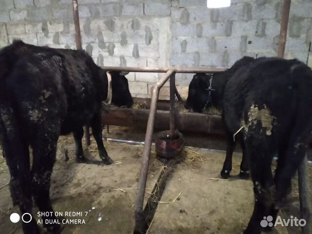 Корова с теленком купить на Зозу.ру - фотография № 5