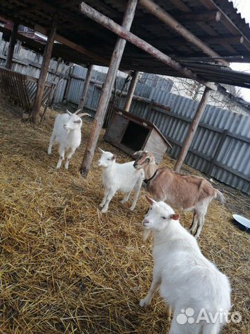 Козлы и козы купить на Зозу.ру - фотография № 4