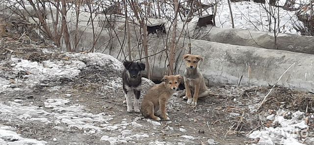 Собаки челябинская область