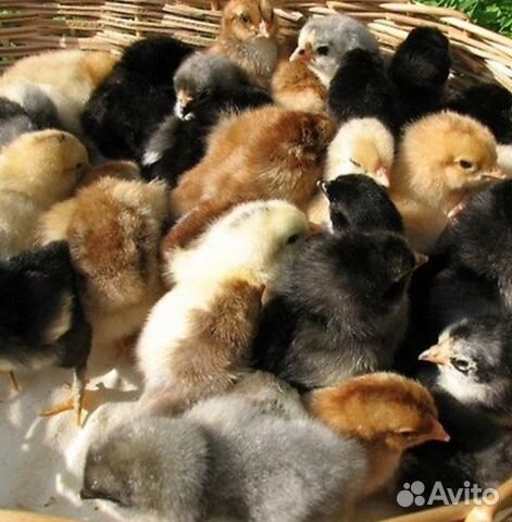 Суточные цыплята купить на Зозу.ру - фотография № 2