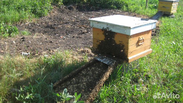Продажа пчелосемей купить на Зозу.ру - фотография № 2