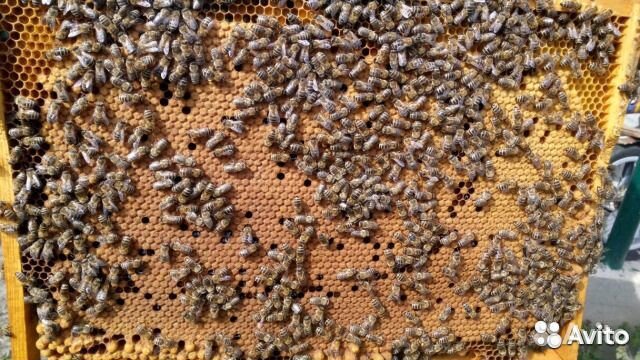 Пчелосемьи, пчёлы купить на Зозу.ру - фотография № 1