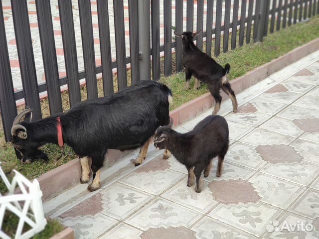 Камерунские козы купить на Зозу.ру - фотография № 5