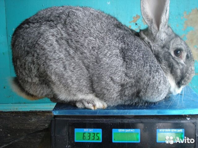 Породистые кролики купить на Зозу.ру - фотография № 2