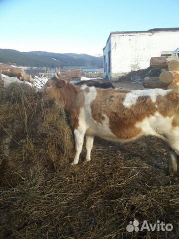Корова,телята,быки купить на Зозу.ру - фотография № 2
