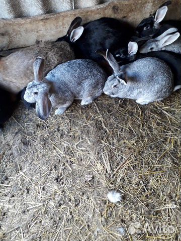 Кролики на племя купить на Зозу.ру - фотография № 4