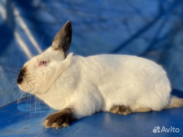 Чистокровные кролики (3 породы) купить на Зозу.ру - фотография № 1