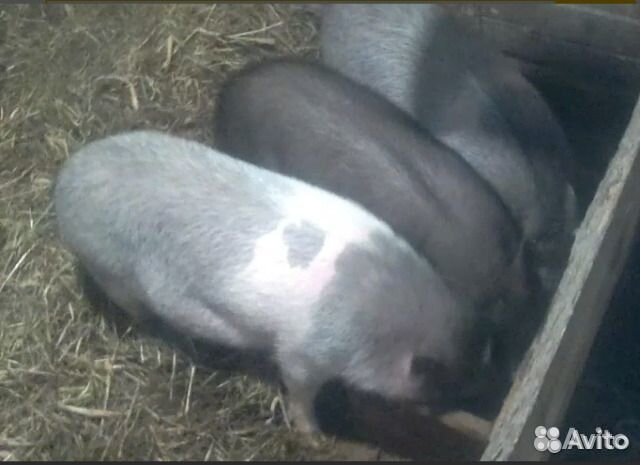 Поросятам 6 месяцев. Вьетнамская вислобрюхая свинья 4 месяца. Поросята 4 месяца фото. Вьетнамские поросята фото 6 месячные.