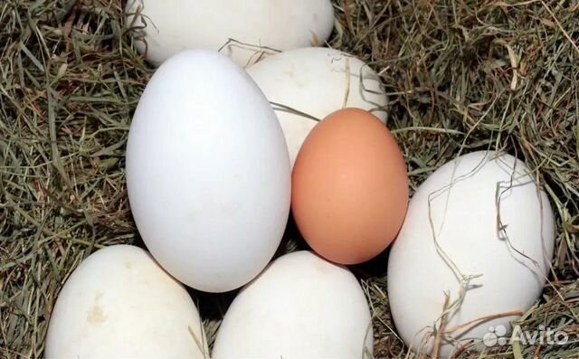 Яйца гусиные, Линда купить на Зозу.ру - фотография № 1