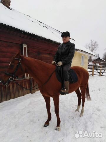 Продать лошадь купить на Зозу.ру - фотография № 2