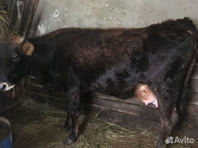 Корова новотельная купить на Зозу.ру - фотография № 1