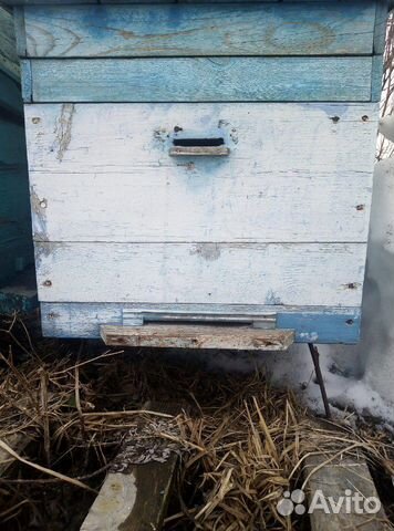 Пчелы пасеке полностью купить на Зозу.ру - фотография № 1