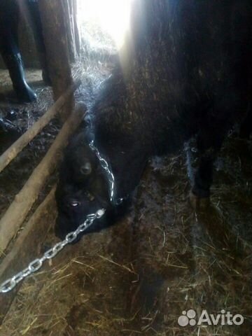 Продам скот корова, тёлка, бычок купить на Зозу.ру - фотография № 2