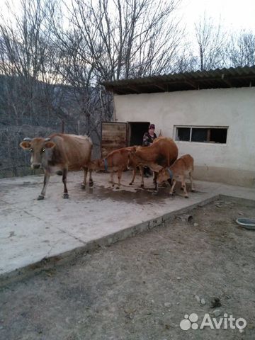Коровы чистые, здоровые, ухоженные, дойные, с теля купить на Зозу.ру - фотография № 8
