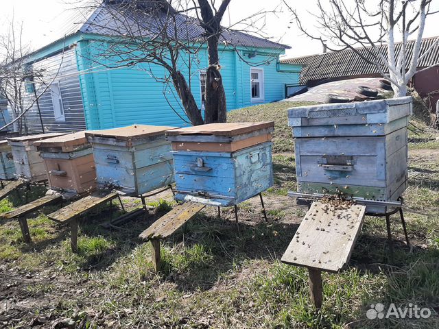 Продам семьи медоносных пчёл купить на Зозу.ру - фотография № 2