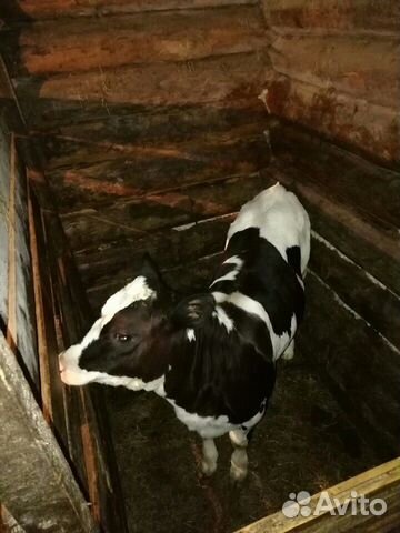 Тёлочка два месяца от молочной коровы купить на Зозу.ру - фотография № 3