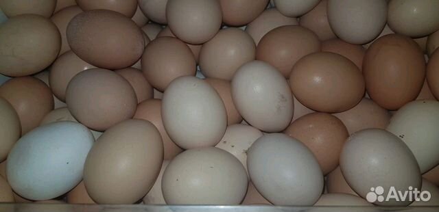 Инкубационное яйцо породы брама купить на Зозу.ру - фотография № 1