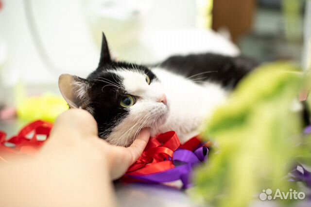 Романтичный котик Ромео Романтичный котик Ромео