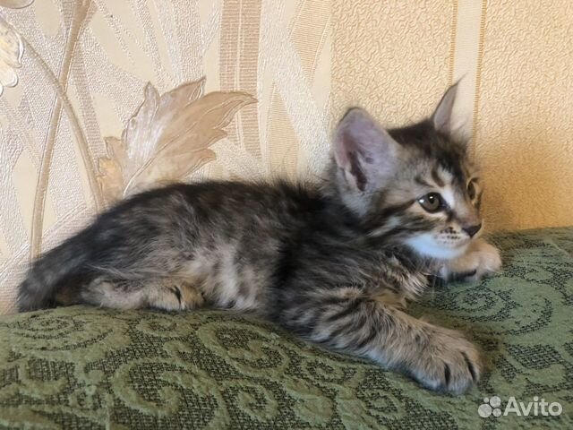 Котёнок -девочка, 2 мес