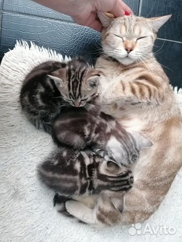 Продам котят породы Скоттиш-страйт(шотландская пря Продам котят породы Скоттиш-страйт(шотландская пря