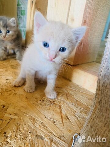 Котята Котята
